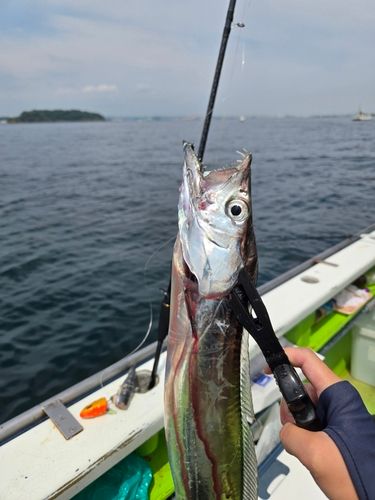 タチウオの釣果