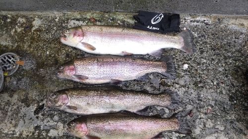 ニジマスの釣果