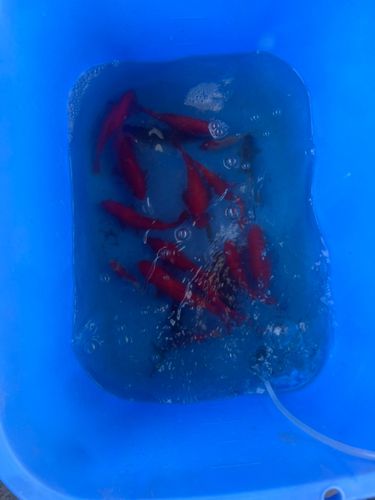 キンギョの釣果