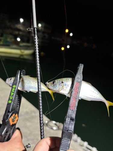 マアジの釣果