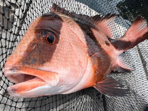 センネンダイの釣果