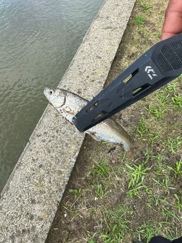 釣果
