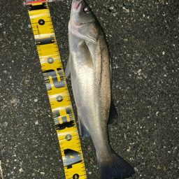 フッコ（マルスズキ）