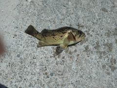 ソイの釣果