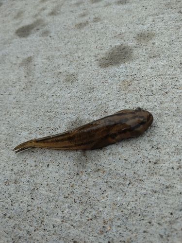 アカオビシマハゼの釣果