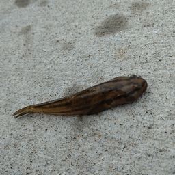 アカオビシマハゼ