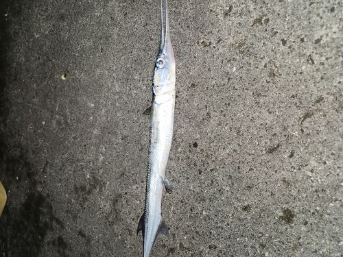 テンジクダツの釣果