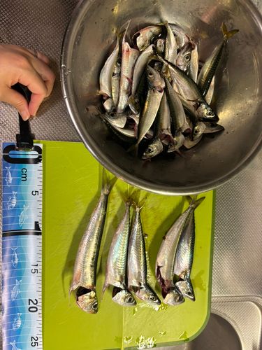 サバの釣果