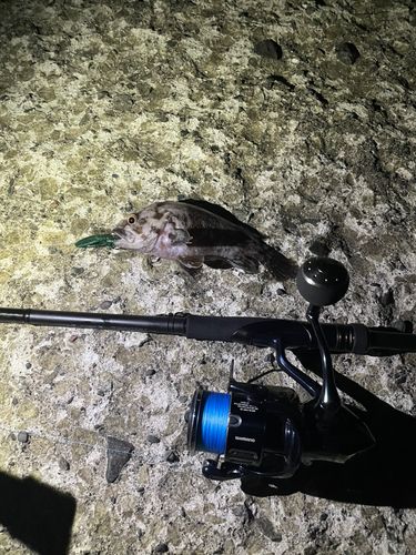 ソイの釣果