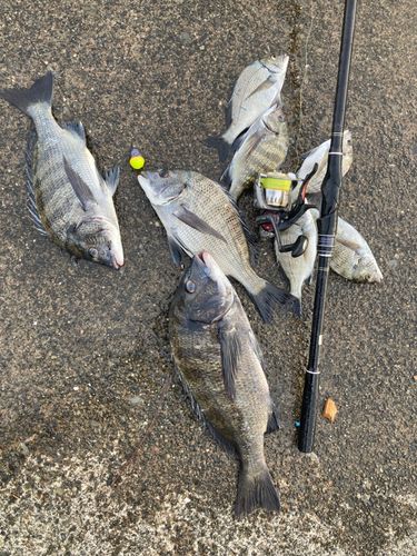 クロダイの釣果
