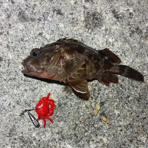カサゴの釣果