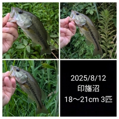 ブラックバスの釣果