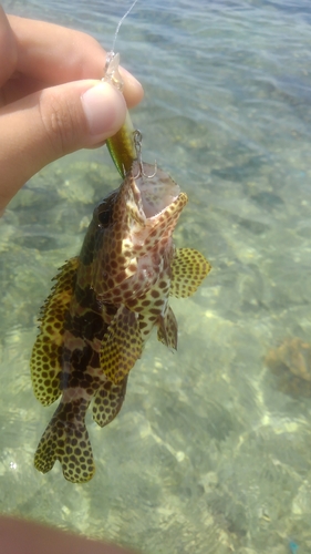 カンモンハタの釣果