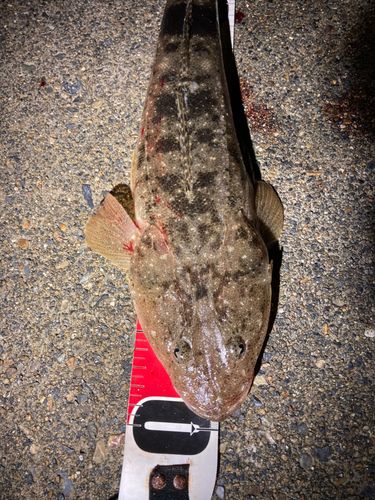 マゴチの釣果