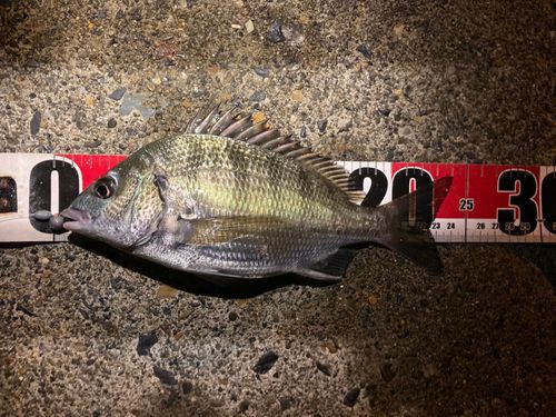 クロダイの釣果