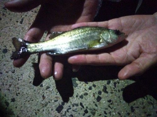 シーバスの釣果