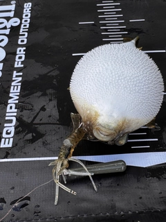クサフグの釣果