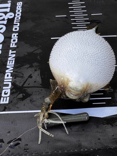 クサフグの釣果