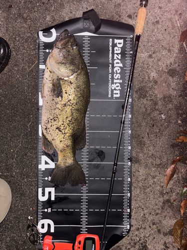 ブラックバスの釣果