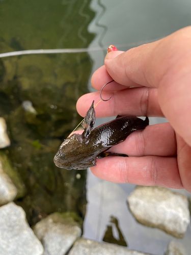 ハゼの釣果