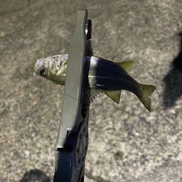 シーバス