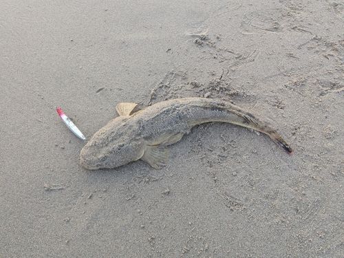 マゴチの釣果