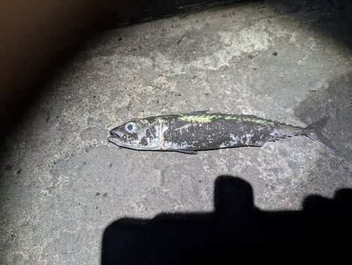 サバの釣果