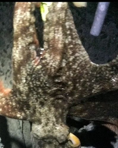 タコの釣果
