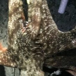 タコ