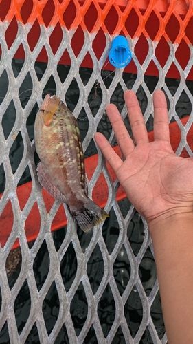 イソベラの釣果