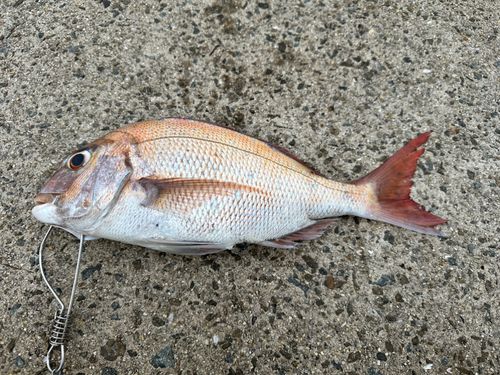 タイの釣果