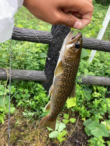 イワナの釣果