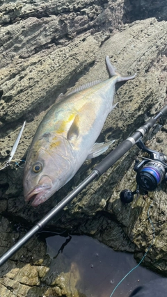 カンパチの釣果