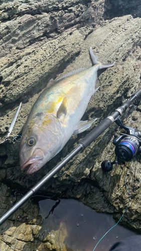 カンパチの釣果