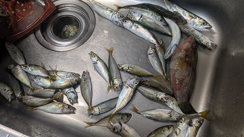 アジの釣果