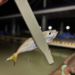 アジ
