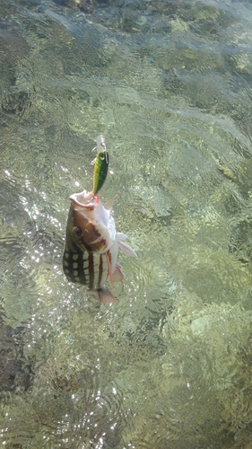 アミメフエダイの釣果