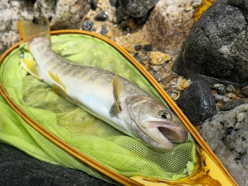 ニッコウイワナの釣果