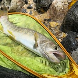 ニッコウイワナ