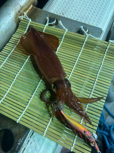 マイカの釣果