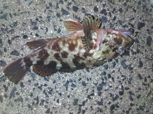 カサゴの釣果