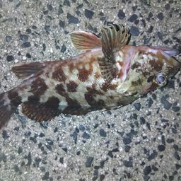 カサゴ