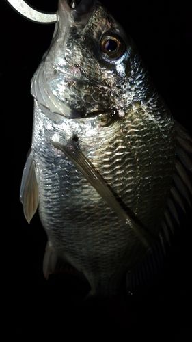 キビレの釣果