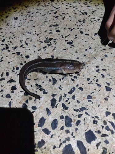 ゴンズイの釣果