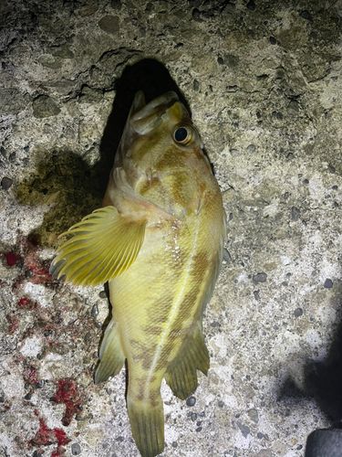 シマソイの釣果
