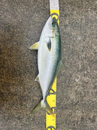 イナダの釣果