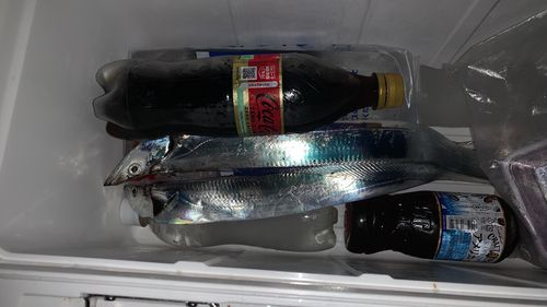 タチウオの釣果