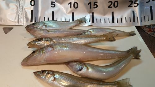 キスの釣果