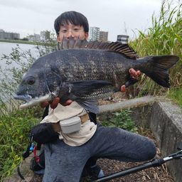 クロダイ
