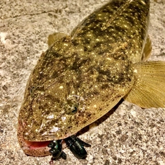 マゴチの釣果